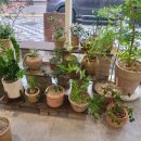 마미플레르 이미지