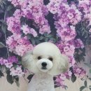 코즈몽 이미지