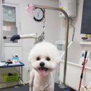 강아지이발소 이미지