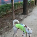 꾸니꾸니 | 강아지 하네스 추천 진돗개 산책에 유니노스 하네스가 좋은이유