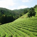 초록잎이 펼치는 세상 이미지