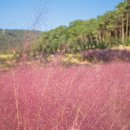 주식회사 렌즈베리 | 천안 사진 찍기 좋은 곳, 베리웨딩홀 핀스커피 옆 천안 핑크뮬리 &amp; 메밀밭