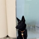 저스트벳 동물병원 | 영등포 동물병원 동물의료센터24인치 진짜 너무 좋았던 솔직 후기 -관절 검진