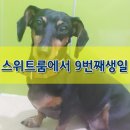 퍼스트독김해