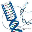 핵산(DNA, RNA)의 종류와 구조 이미지