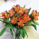 아네모네 | 생화꽃다발 꽃정기배송 생화 아네모네플라워 미니꽃다발 후기