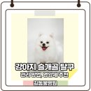 진현우동물병원 | 강아지 슬개 탈구 증상부터 수술까지