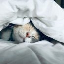 더클 이미지