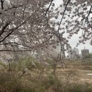 노작공원(오산천변) 이미지