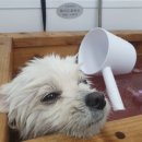 멍스바스 이미지