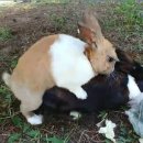 까망이PC 이미지