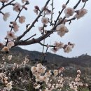 매화 공설시장 이미지