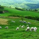 천둥목장 이미지