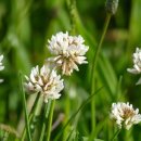 화이트클로버(WHITE CLOVER)