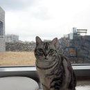 W728 house 이미지