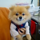 뽀뽀하니 이미지