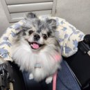 마닐마닐 수제간식 | 김포 강아지 생일 수제 케이크 특별한곳을 찾고있다면[구래동 마닐마닐]