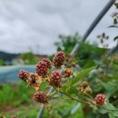 뚱이농장 이미지