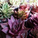 타우르스 이미지