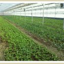 첨단농원 이미지