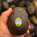 알면 알수록 빠져드는 색연필화 | 숲속의 버터, 아보카도 🥑 완벽 가이드 (효능부터 후숙, 맛있는 레시피까지)