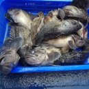 청해민박 | 싸부호 우럭낚시의 추억