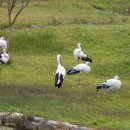 황새마을 이미지