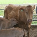 꿈의 한우농장 이미지