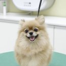 살랑살랑 펫미용 이미지