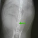 와이즈24시 동물병원 이미지