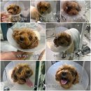 비엔동물전문의료센터 | [ 부천 / 동물병원 ] 10살 노견 반려견의 간엽절제술 수술부터 회복까지 feat. 24시 비엔동물병원