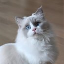 도그플러스 동물병원 마산점 | 의정부 도그플러스 동물병원 후기｜고양이 중성화 수술 솔직 리뷰