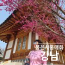 수양빌딩 | 서울 강남 사찰 봉은사 홍매화 실시간 개화 현황 및 방문 후기