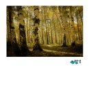 빛-자작나무 이미지