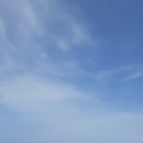 하늘담쟁이 이미지