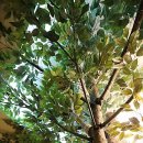 메디서울이비인후과의원 이미지