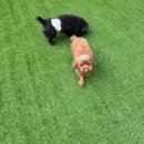 댕댕애견 | 영종도애견카페 댕댕존 2탄 후기