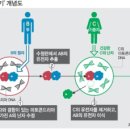 [바이오토픽] 미국의학한림원, '남성 세 부모 배아' 임상시험 승인 권고 이미지