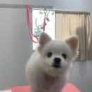 다소니펫살롱 | 오픈형애견미용실 다소니펫살롱 화원애견미용 대곡애견미용 달성군애견미용 화원읍애견미용 유천동애견...