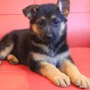 셰퍼트 분양 이미지