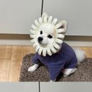 빡빡이과일