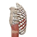 관절 근육 강화 운동 이미지