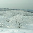 곰배령(점봉산) 눈꽃산행 안내 - 1월15일(일) 이미지