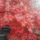 힐링(만인산) 이미지