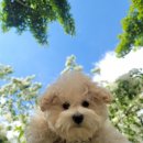 보계동물병원 이미지