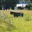 의령 수성리 지석묘군 이미지