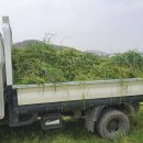 고서방흑염소 이미지