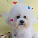 몽몽바블펫# 이미지