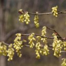 히어리 [Corylopsis glabrescens var. gotoana (Makino) T. Yamanaka] 이미지