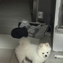 오사카 혼자여행 4/30-5/2 1일차 [소테츠그랜드프레사오사카, RS711, 골든위크]